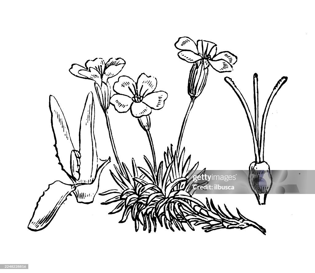 Silene acaulis