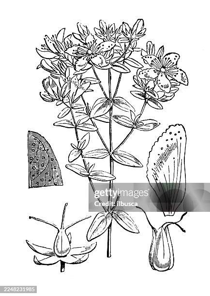 hypericum perforatum - st johns wort stock illustrations