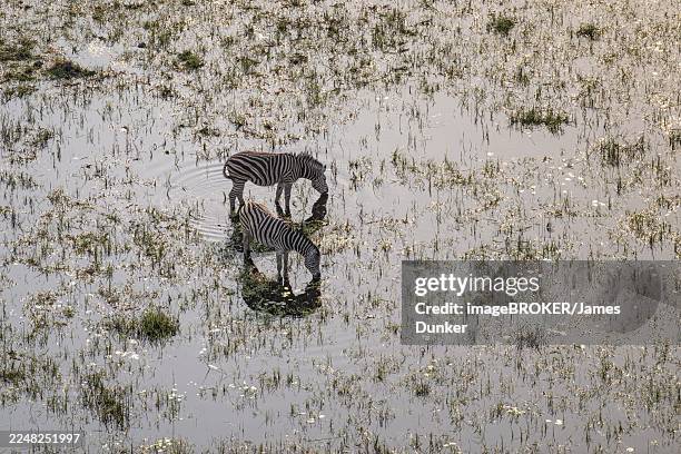 steppe zebras (equus quagga) drinking by the river, aerial view, okavango delta, botswana - botswana landscape stock pictures, royalty-free photos & images