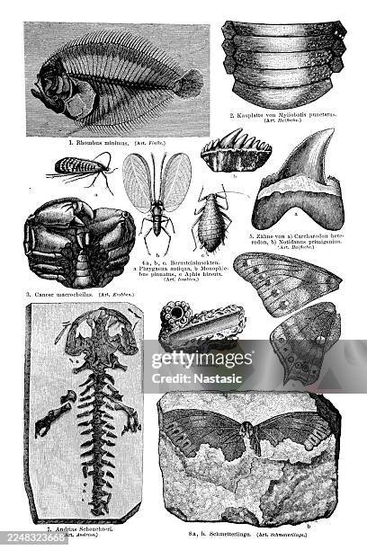 the tertiary formation is famously known for its fossils, which document the explosive diversification of life following the extinction of the dinosaurs. - fish skeleton stock illustrations