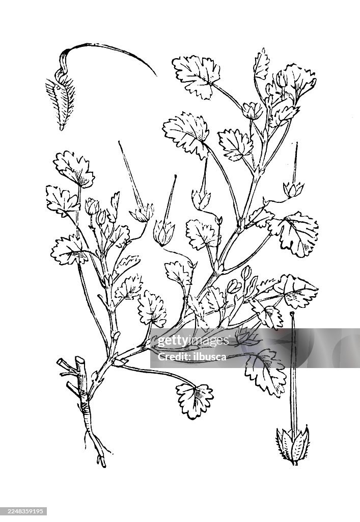 Erodium maritimum