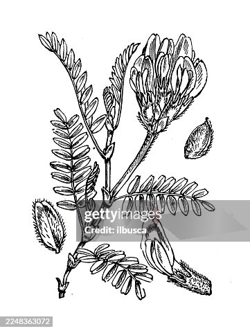 Astragalus danicus Astragalus danicus
