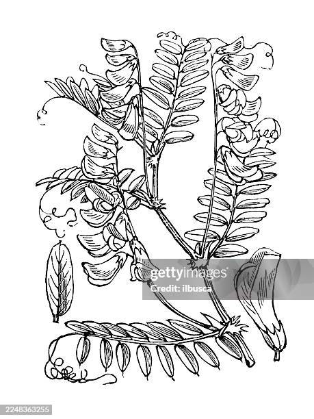 vicia sylvatica - broad bean stock illustrations
