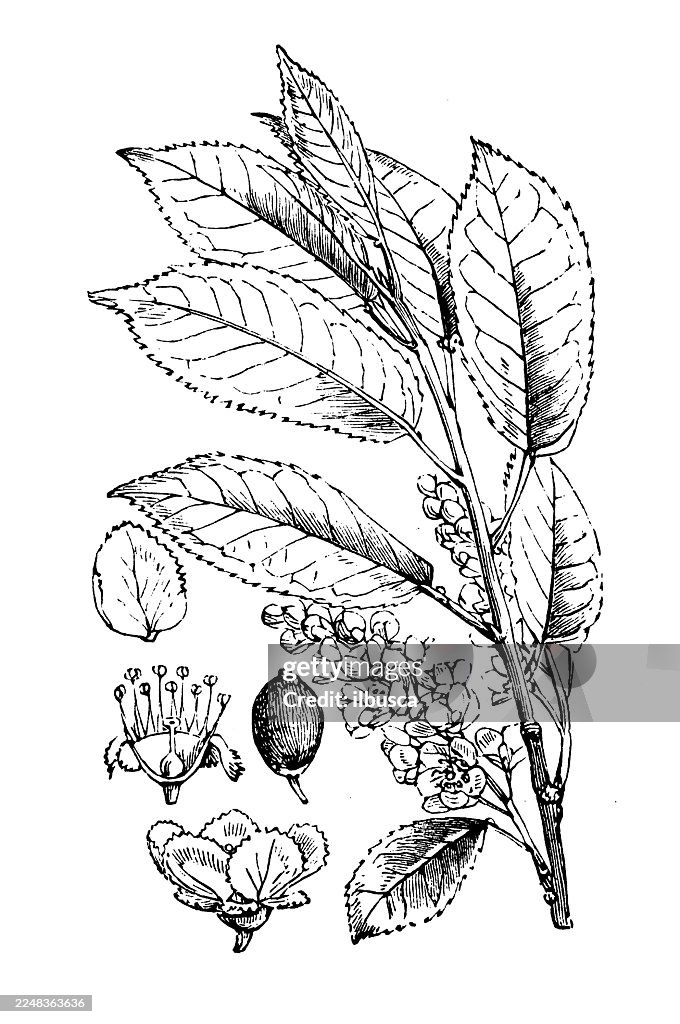 Prunus padus