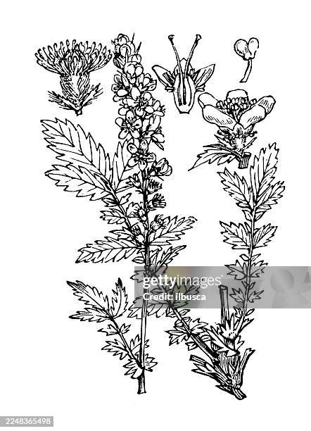 stockillustraties, clipart, cartoons en iconen met agrimonia eupatoria - agrimonia-eupatoria