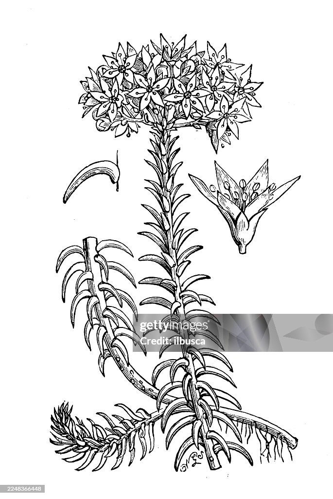 Sedum reflexum