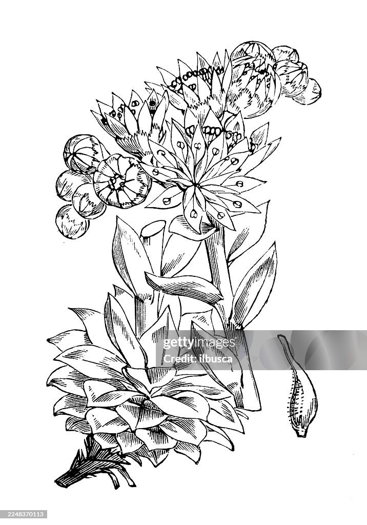 Sempervivum tectorum