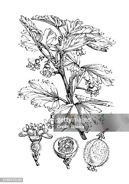 ribes grossularia - blackcurrant stock illustrations
