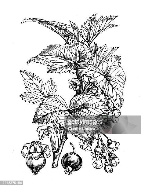 ribes nigrum - black currant stock illustrations