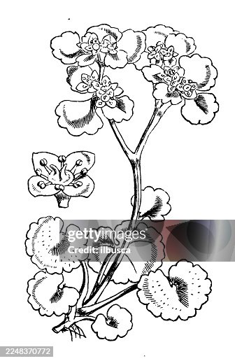Chrysosplenium alternifolium Chrysosplenium alternifolium