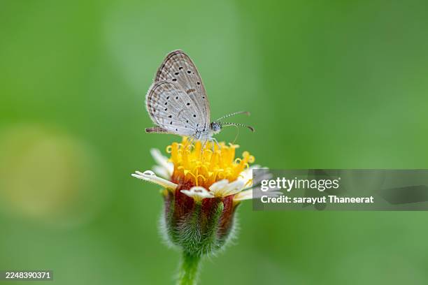 macro small butterfly on yellow white wildflower bokeh. macro close up small butterfly tiny gossamer winged lycaenidae wildflower yellow white petals green background bokeh insect nature animal pollinate summer. - insecto comestible fotografías e imágenes de stock