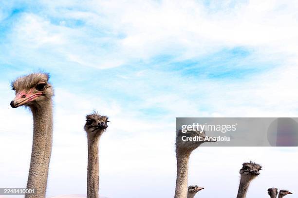 View of ostriches as Metin Tetik, built a farm on a 7-decare plot in his village to pursue his dream of raising ostriches after moving from Istanbul...