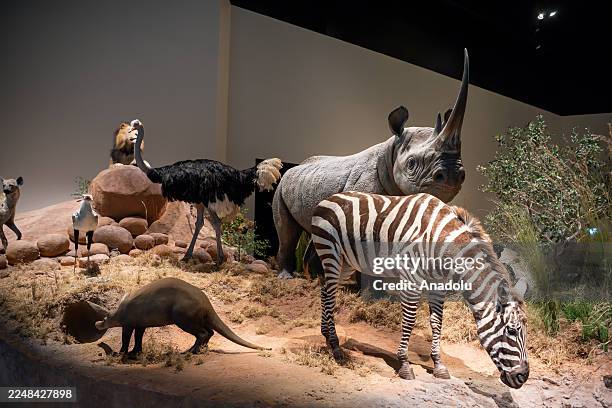 View of Abu Dhabi Natural History Museum, built on a 35,000-square-meter site in the Saadiyat Cultural District in Abu Dhabi, the capital of the...