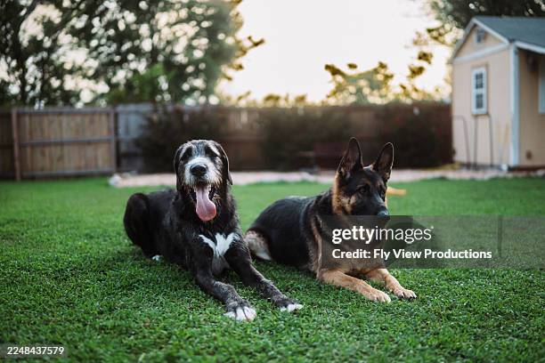 dogs relaxing in backyard - great dane stock pictures, royalty-free photos & images