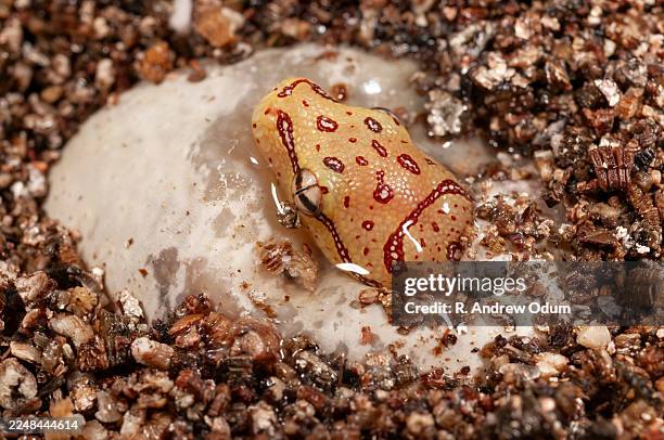 24 Python Hatching Stock Photos, High-Res Pictures, and Images - Getty ...