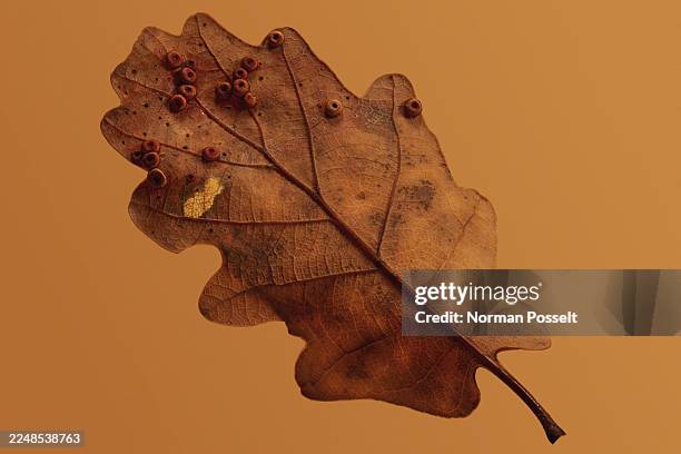 galls on the underside of an oak leaf of the silk button gall wasp on orange background - parasitic stock pictures, royalty-free photos & images