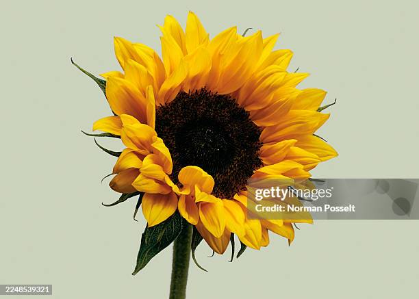 close up studio shot of beautiful, bright yellow sunflower on pale green background - sunflower stock pictures, royalty-free photos & images