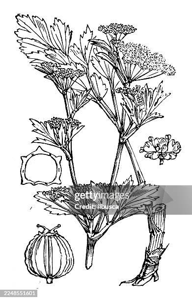auch graveolens - knollensellerie stock-grafiken, -clipart, -cartoons und -symbole