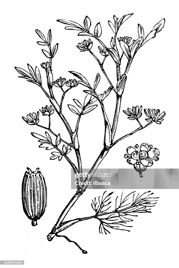 Apium inundatum