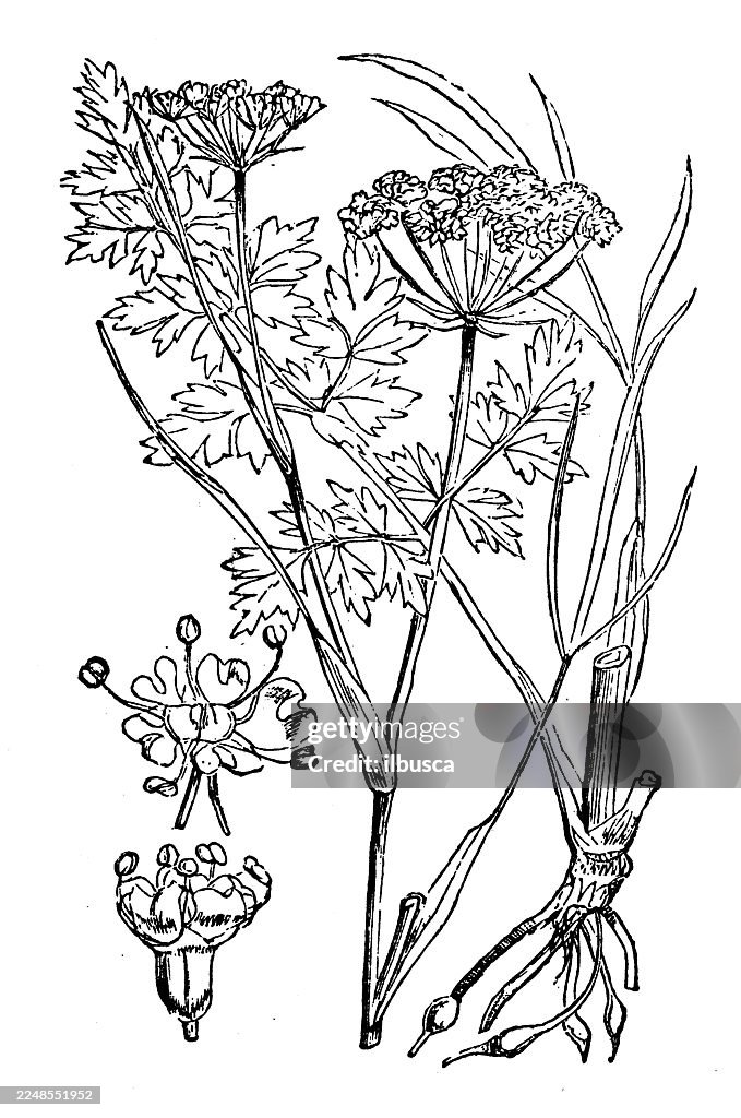 Oenanthe pimpinelloides