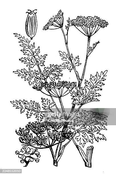 oenanthe phellandrium - familiar chat stock illustrations