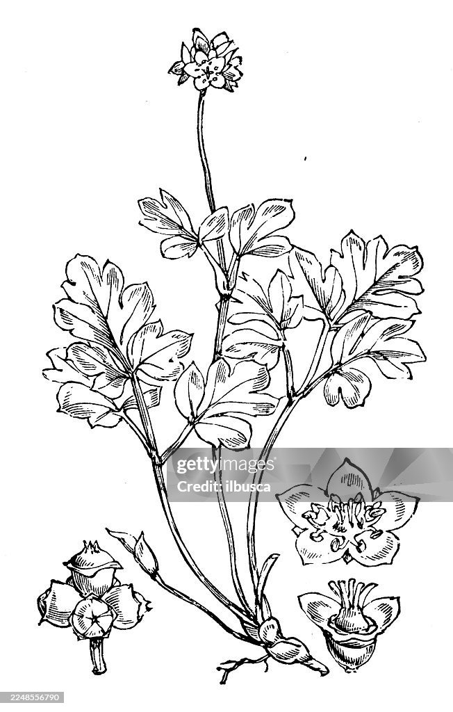 Adoxa moschatellina