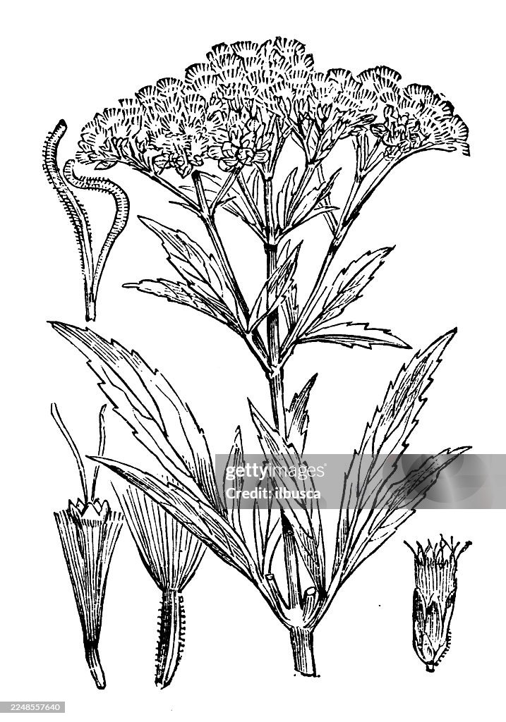 Eupatorium cannabinum