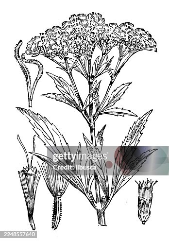 Eupatorium cannabinum Eupatorium cannabinum