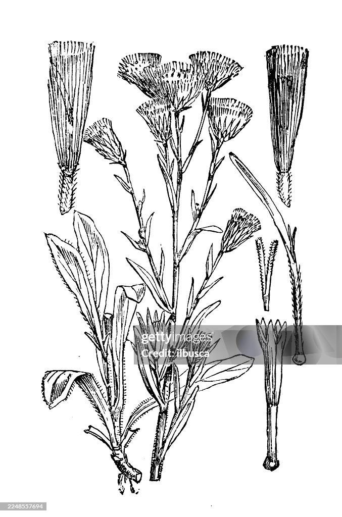Erigeron acris