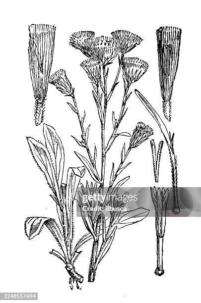 erigeron acris - beach aster stock illustrations