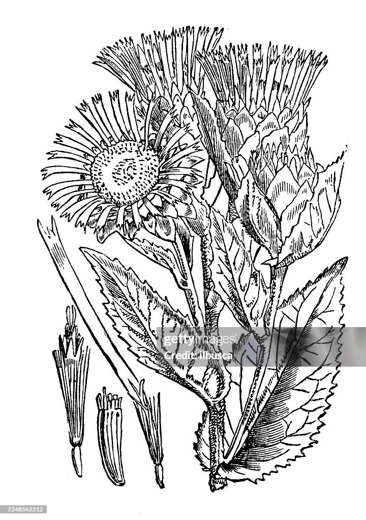 Inula helenium