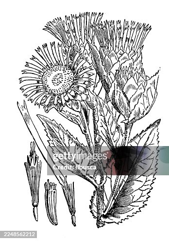 Inula helenium Inula helenium