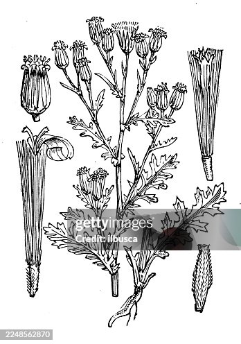 Senecio sylvaticus Senecio sylvaticus