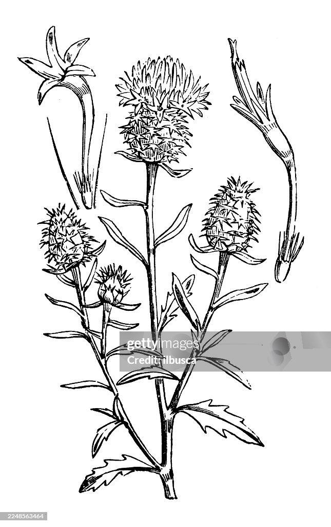 Centaurea aspera