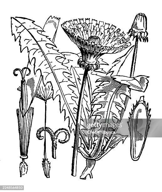 ilustraciones, imágenes clip art, dibujos animados e iconos de stock de taraxacum dens leonis - diente de león