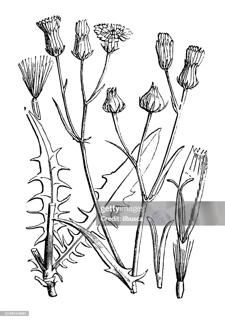 Crepis virens