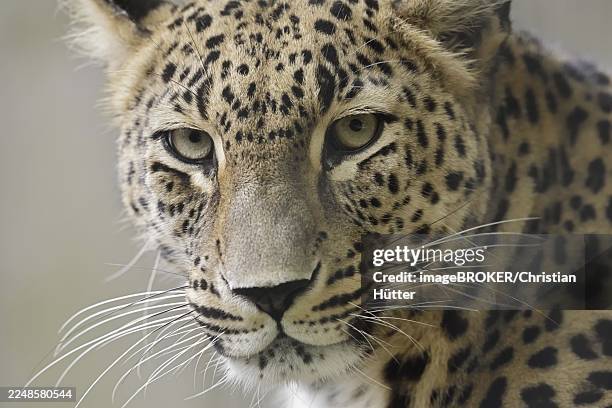 persian leopard (panthera pardus saxicolor), portrait, captive, occurring in asia - iranian leopard stock pictures, royalty-free photos & images