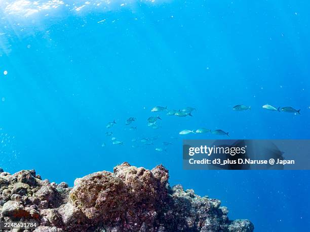 greater amberjack, seriola dumerili,silver-stripe round herrings, spratelloides gracilis,sardine tornado,they are targeting them for predation.and others.fish school.hirizo beach, nakagi port, minami-izu, izu peninsula, shizuoka pref, japan - 2025 - pacific herring stock pictures, royalty-free photos & images