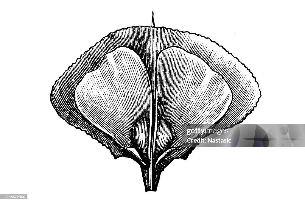 Fir tree, cone scale with the two seeds.