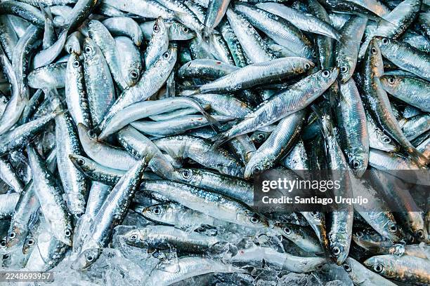 sardines for sale on a market - sardine photos et images de collection