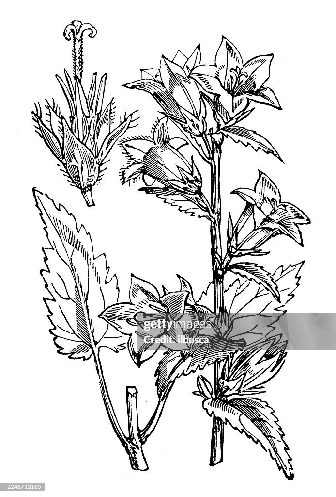Campanula trachelium