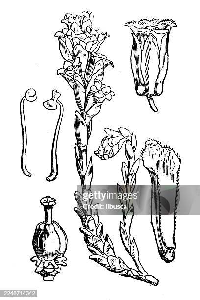 monotropa hypopitys - heather stock illustrations