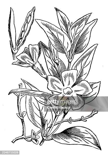 vinca major - periwinkle stock illustrations