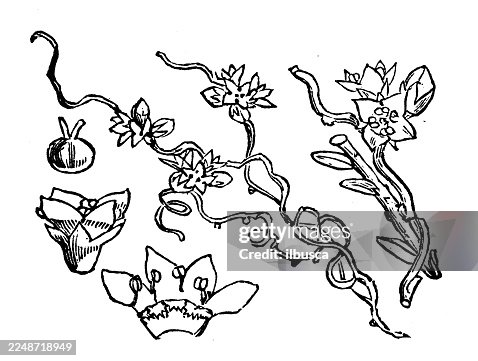 Cuscuta epithymum Cuscuta epithymum