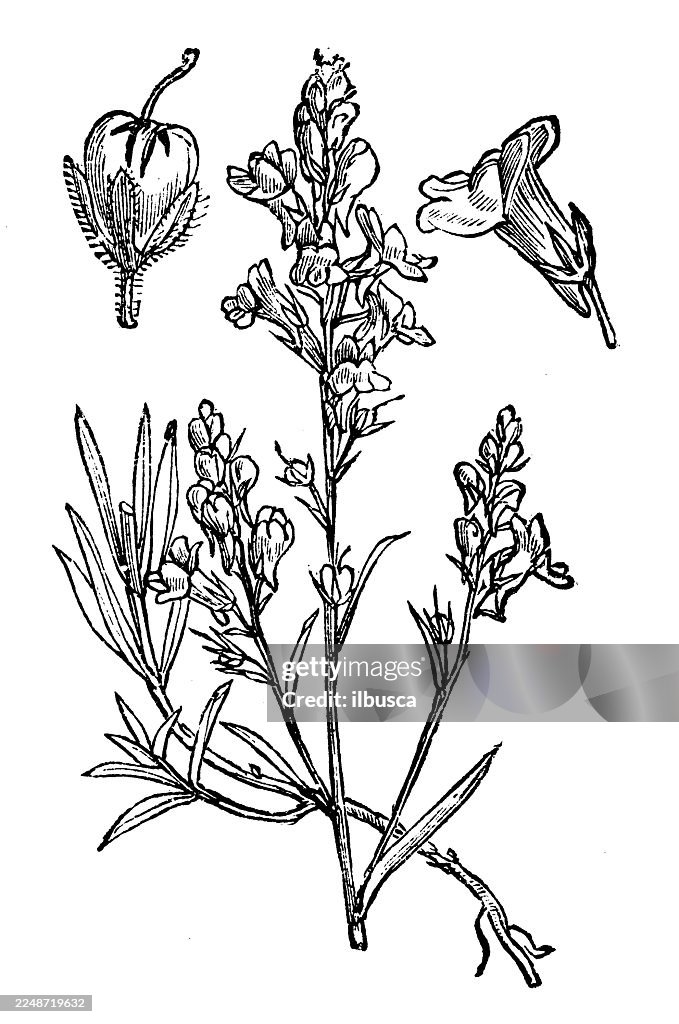 Linaria repens