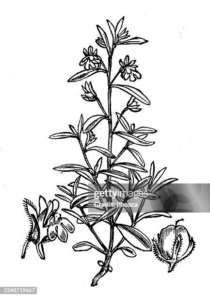 linaria minor - mint white background stock illustrations