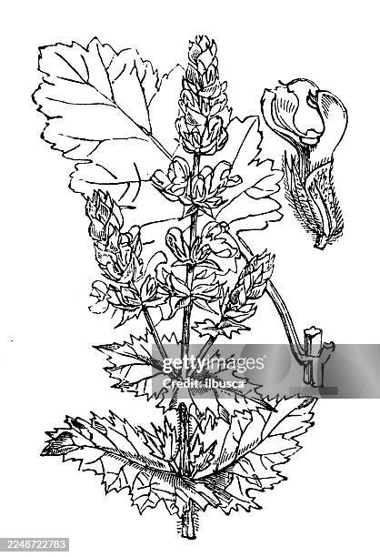 salvia verbenaca - mint white background stock illustrations