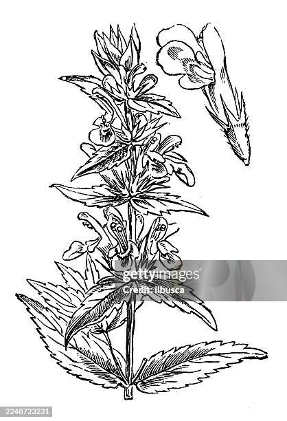 stachys palustris - stachys byzantina stock illustrations