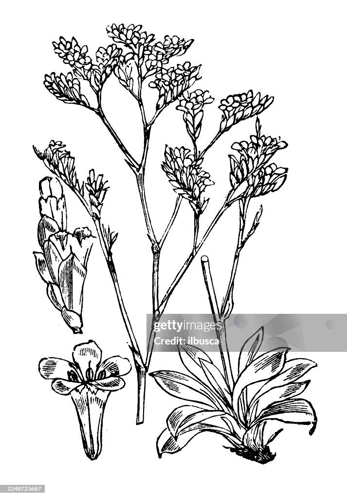 Statice auriculaefolia