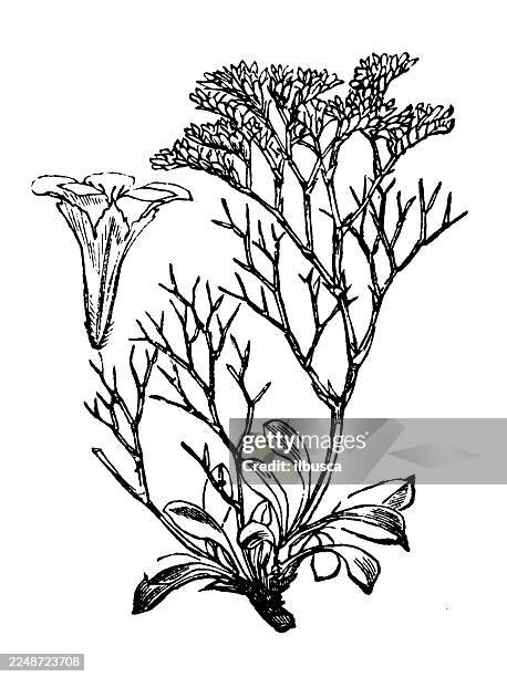 statice reticulata - iris reticulata stock illustrations